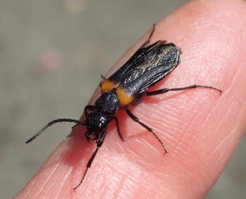 Réf. 217 052 : Sitaris muralis